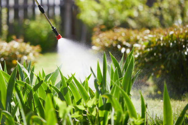 24/7 Emergency Termite Control experts in Lena, IL